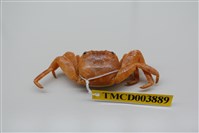 藏品(白紋方蟹)的圖片